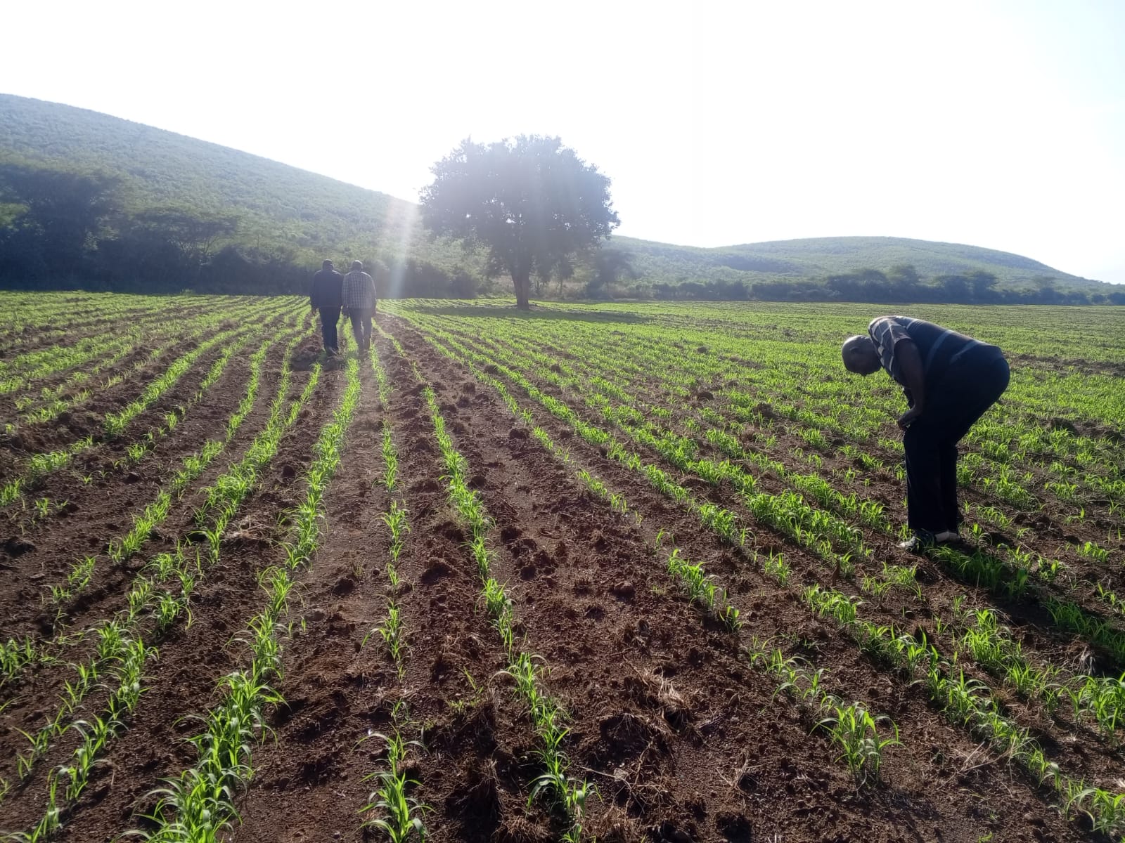 Byramold agricultural sorghum production